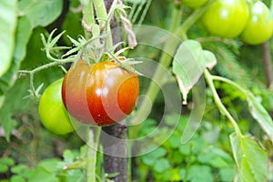 Ripe natural tomatoes growing on a branch in a greenhouse. Shallow depth of field