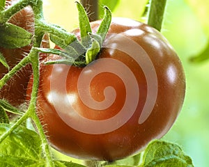 Ripe Natural Tomatoes