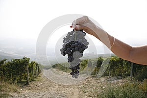 Ripe Nebbiolo grapes