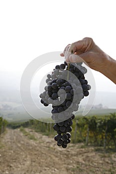 Ripe Nebbiolo grapes photo