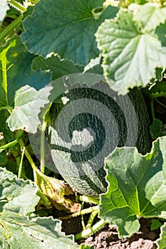 Ripe and netted rind melon lay on ground. Plant ready to harvest is known for its sweet melon taste