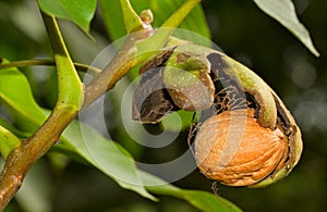 Walnut in tree