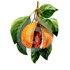 Ripe nutmeg, Myristica fragrans, branch with leaves and seed isolated, watercolor illustration