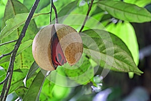 Ripe Nutmeg in Tree