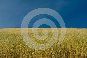 Ripe oat crops under blue sky