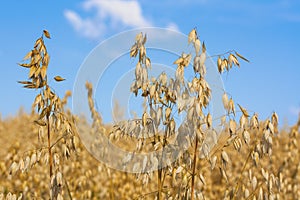 Ripe oat spikes on field