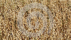 Ripe oats ears, full frame. Harvest cereals, background. Backdrop of ripening ears of yellow cereal field ready for harvest