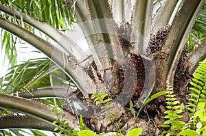 Ripe oil palm fruit