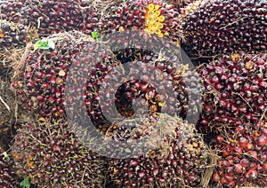 Ripe oil palm fruits in stack after harvest in plantation, Close up of ripe red oil plam fruits in bunches for background