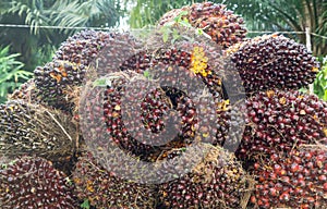 Ripe oil palm fruits in stack on pickup truck after harvest in plantation. Close up of ripe red oil plam fruits in bunches for