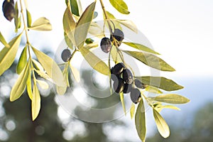 Ripe olives