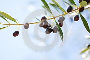 Ripe Olives on the branch  of the Olive tree on blue sky background..  Selective Focus. Shallow DOF