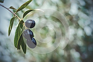 Ripe olives growing on an olivetree