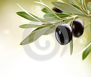 Ripe Olives on a tree