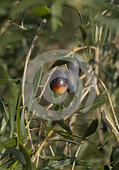Ripe olives on a tree branch on a Sunny day on an island in Greece