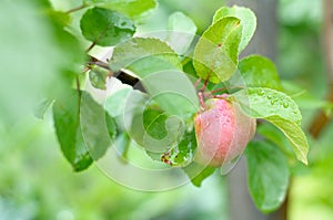 Reifen eins apfel auf der ein Baum 