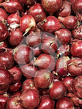 Ripe onion heads are harvested from the vegetable garden and stored in the village shed