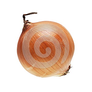 Ripe onion isolated