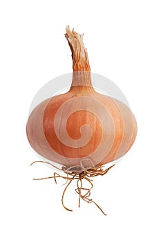 Ripe onion with roots