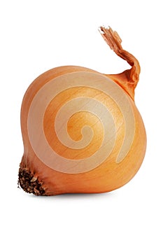 Ripe onion with roots
