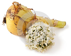 Ripe onion on white