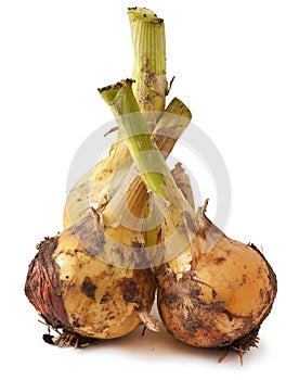 Ripe onion on white