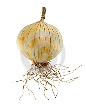 Ripe Onion in White Background