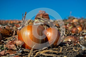 Ripe onions in the field in rows ready for harvesting