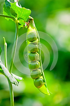 Ripe open pod with peas hanging on a bush