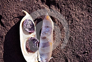 Ripe open pod with red kidney beans on soil background