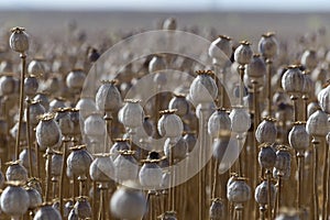 Ripe opium field Opium poppy, Papaver somniferum