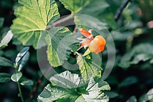 Ripe orange cloudberry on background of green leaves in the forest