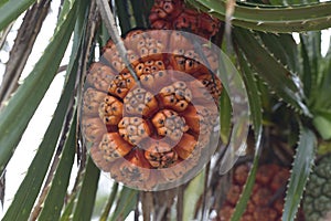 Ripe orange fresh seeds of sea pandanus or screw pine plant tree Pandanus tectorius or Pandanus odoratissimus