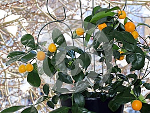 Ripe orange fruit on a calomandin tree in winter against a background of snow outside the window. The plant grows in a flower pot