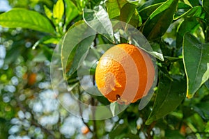 Ripe orange fruit on orange tree between lush foliage. View from below