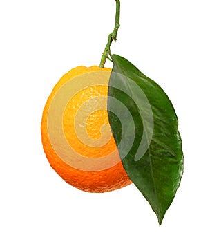 Ripe orange fruit on a tree branch