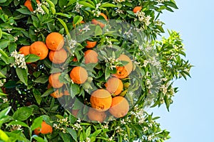 Ripe orange fruits and blooming orange tree close up