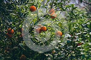 Ripe orange fruits hang on a green tree branch. Darkened photo.