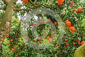 Ripe orange fruits on orange tree between lush foliage. View from below