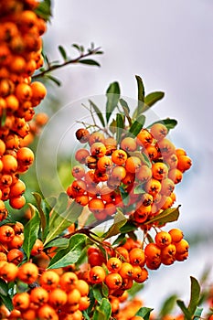 Ripe orange fruits of sorbus aria in autumn with gray background photo