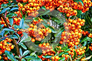 Ripe orange fruits of the sorbus aria in autumn photo