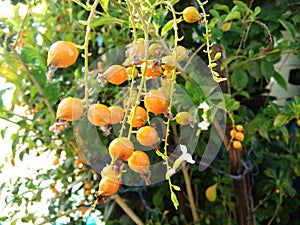 Ripe orange fruits on tree of Duranta on tree in garden