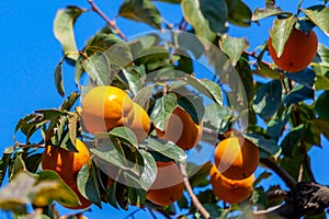 Ripe orange persimmons on the persimmon tree