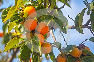 Ripe orange persimmons on the persimmon tree, fruit