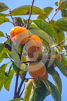 Ripe orange persimmons on the persimmon tree, fruit