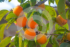 Ripe orange persimmons on the persimmon tree, fruit