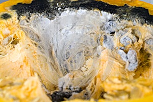 ripe orange pumpkin covered with mold and mildew