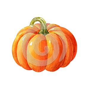 Ripe orange pumpkin isolated on white background. Watercolor handdrawn illustration.