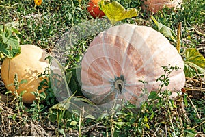 Ripe orange pumpkins on the field in autumn. A large orange pumpkin growing in the garden