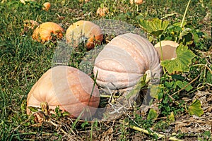Ripe orange pumpkins on the field in autumn. A large orange pumpkin growing in the garden